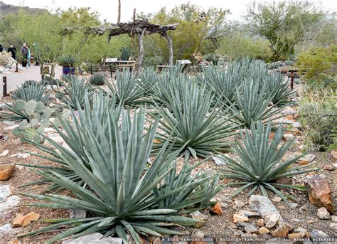 Agave Garden At The Arizona Sonora Desert Museum