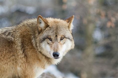 Image Result For Himalayan Wolf