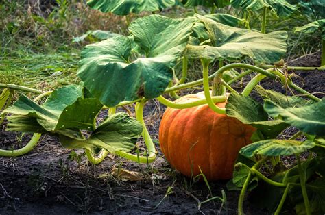 When To Plant Pumpkins So Theyre Ready For Halloween Planting