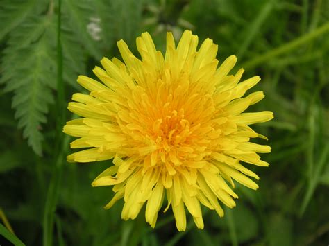 Yellow Dandelion Wallpaper 2560x1920 23758