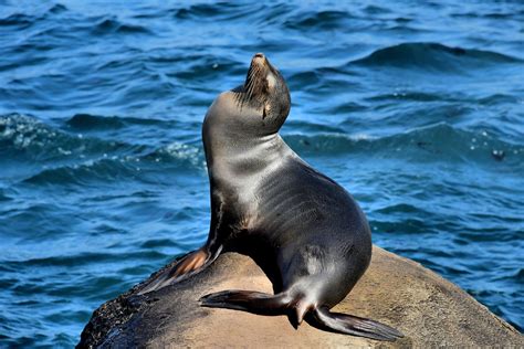 California Sea Lion At La Jolla Cove In La Jolla California Encircle