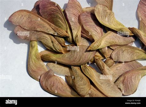 Close Up Of Maple Trees Seeds Stock Photo Alamy