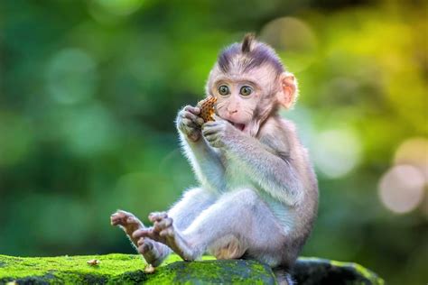 Baby Monkeys Adoption For Sale In North Carolina Peepsburghcom