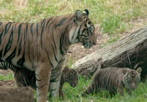 3 Month Old Sumatran Tiger Cubs Step Out With Mom At San Diego Zoo