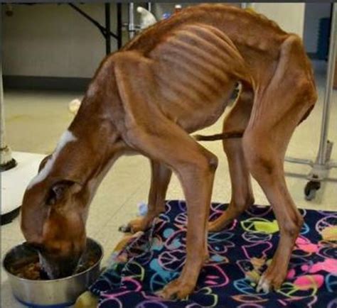 ‘Skeleton’ dog recovering after being abandoned at Atlanta church