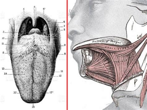 Important Secrets Your Tongue Reveals About Your Health