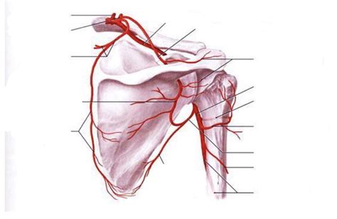 Label The Axillary Artery Diagram Quizlet