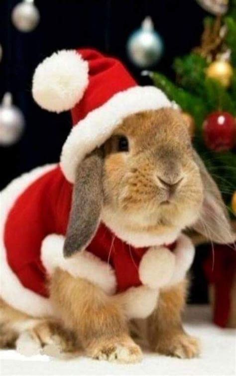 Pin By T Zak On Christmas Cute Baby Bunnies Pet Bunny Rabbits