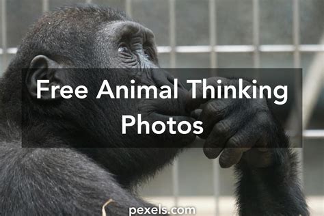 1000 Interesting Animal Thinking Photos · Pexels · Free Stock Photos