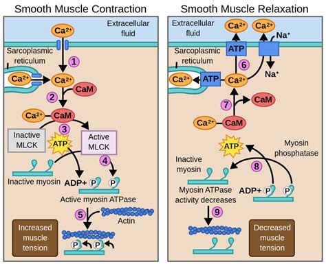 Smooth Muscle Contraction Mechanism Labster