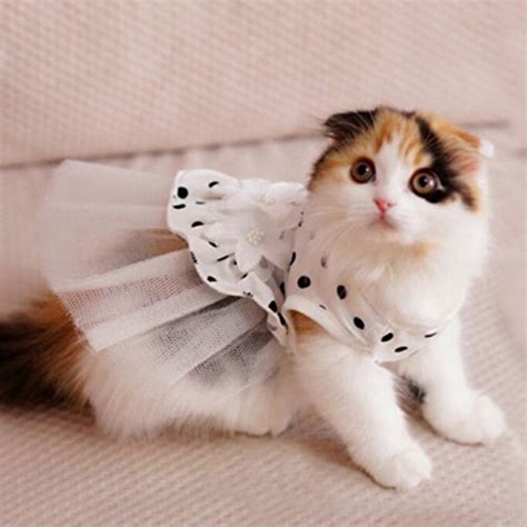25 Cat Costumes For Halloween Budget Earth