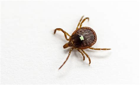 A Meat Allergy Linked To Tick Bites May Be Increasing In The Us Cdc