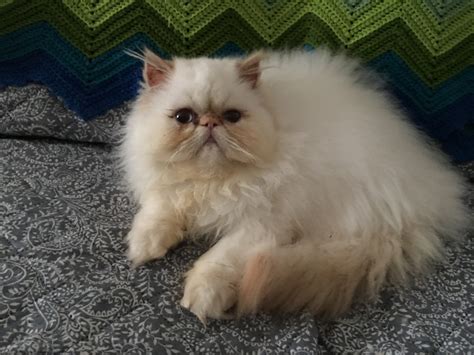 Himalayan Persian Cats For Sale Fleetwood Pa