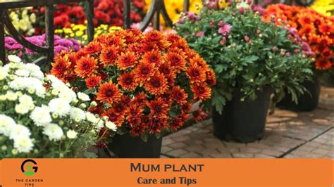 How To Take Care Of A Mum Plant By Professional Gardeners