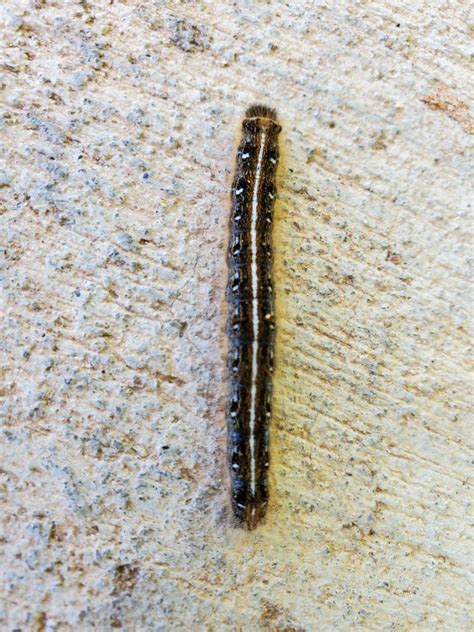 Black Caterpillars With White Racing Stripes Nc Cooperative Extension