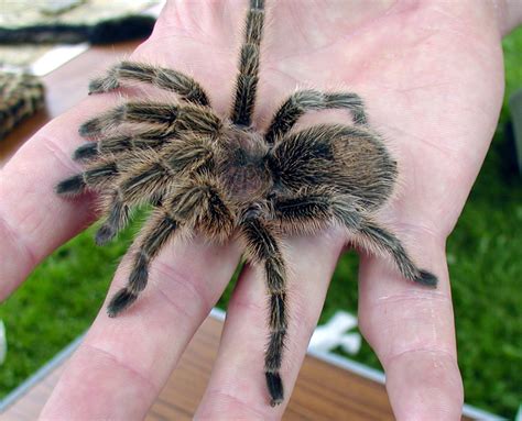 First aid for tarantula bite. Popular Tarantula Species | Fun Animals Wiki, Videos ...