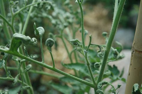 Maybe you would like to learn more about one of these? What is the cause of leaf curl on tomato plants ...