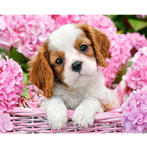 Check spelling or type a new query. Chiot cavalier King Charles - A vos pinceaux!