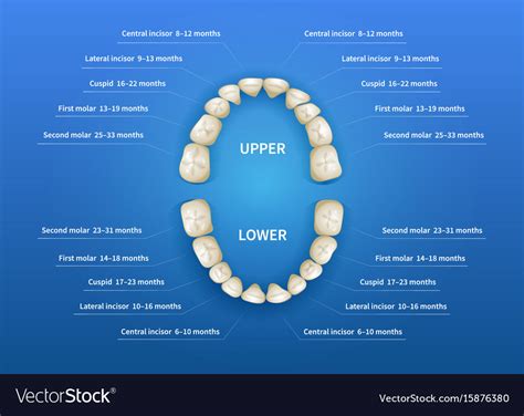 Dental Chart Printable Tooth Numbering Chart Tooth Numbering Chart