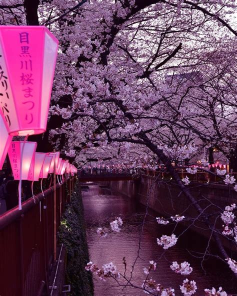 Visiting Tokyo This Spring 🌸 Read Our Blog Post “most Beautiful Spots