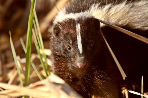 How To Get Rid Of Skunks In Your Backyard Getting Rid Of Skunks