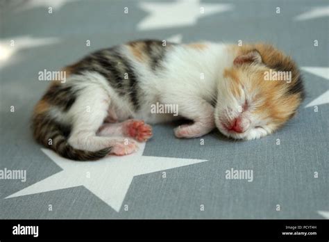 Colourful Kitten Hi Res Stock Photography And Images Alamy