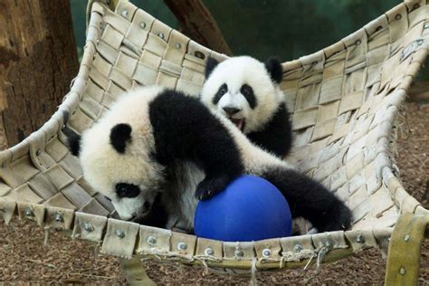 Video Giant Pandas At Zoo Atlanta