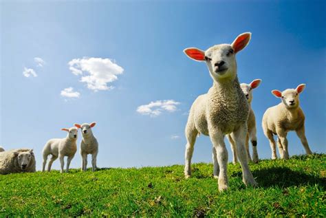 Easter Lambs And Ewe
