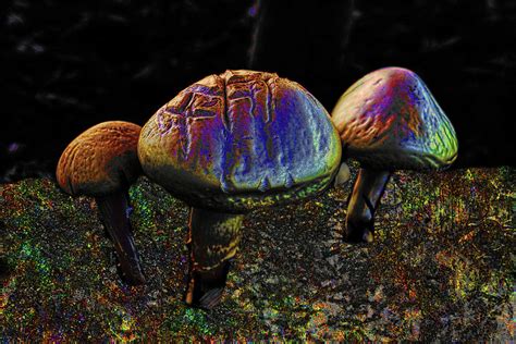 Golden Rainbow Mushrooms Photograph By Bob Welch Fine Art America