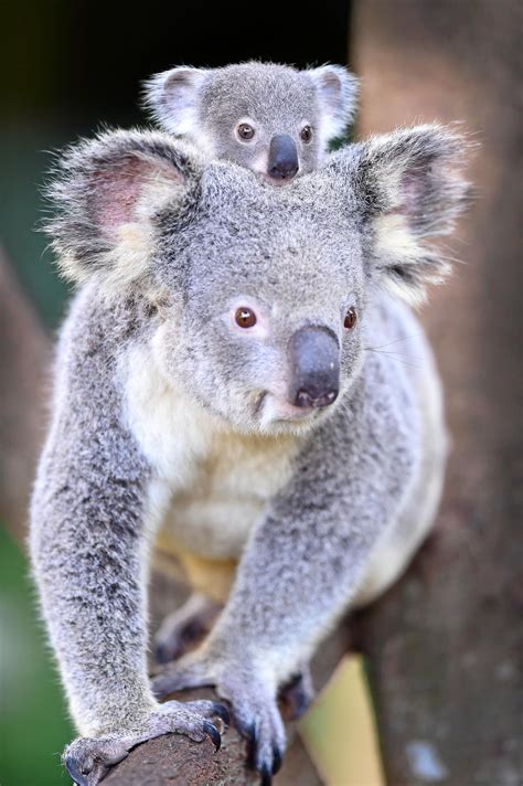 11 Cute But Threatened Species On The Northern Rivers Northern Star