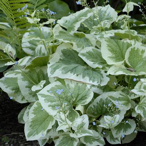 Brunnera Variegata Hostas Direct Shade Garden Shade Plants