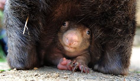Baby Wombat Baby Wombat Animals