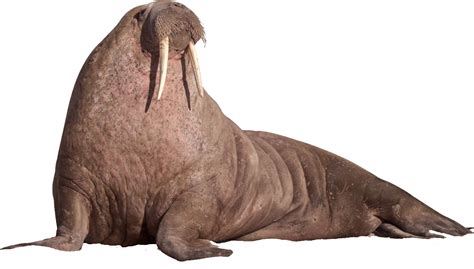 Walrus Sitting On The Ground Png Image Purepng Free Transparent Cc0