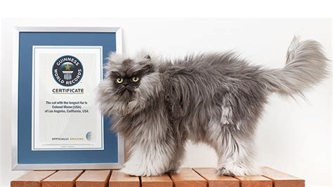 Worlds Biggest Cat Guinness World Record