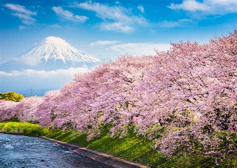 Cerezos En Flor En Japón Tercer Pronostico Para 2020