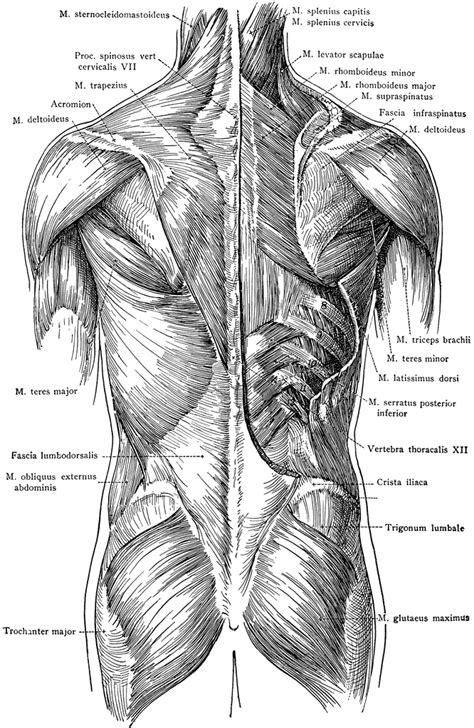 Large muscle man anterior muscles. Posterior View of the Muscles of the Trunk | ClipArt ETC