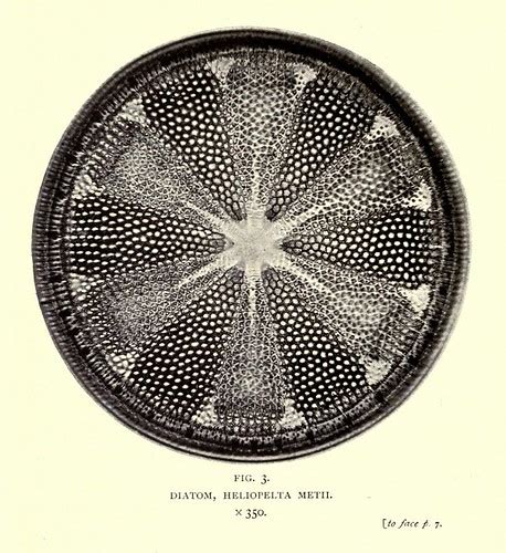 Smith Diatom The Public Domain Review Flickr