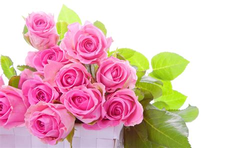 Pink Rose Pictures Download Free