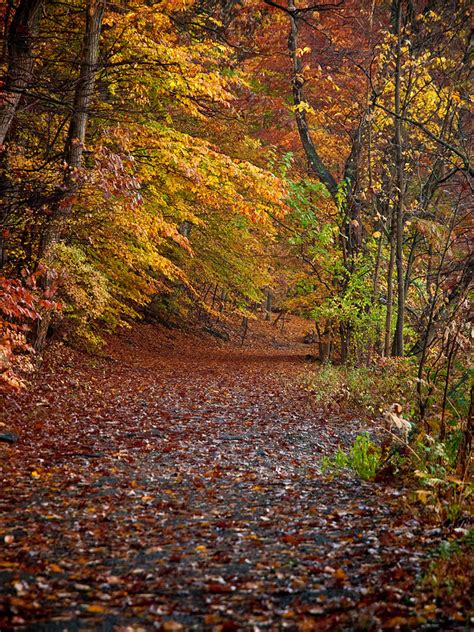 Autumn Trail Photograph By Jim Delillo