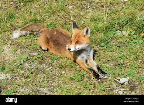 European Fox Lying Down Stock Photo Alamy