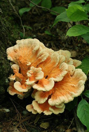 ˚laetiporus Sulphureus Virginia Wild Mushrooms Stuffed Mushrooms