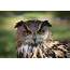 Brown Owl Pictures  Download Free Images On Unsplash