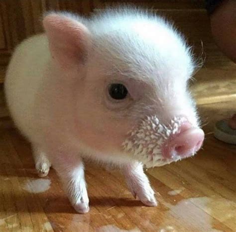 Pin On New Fashionable Pet Pig