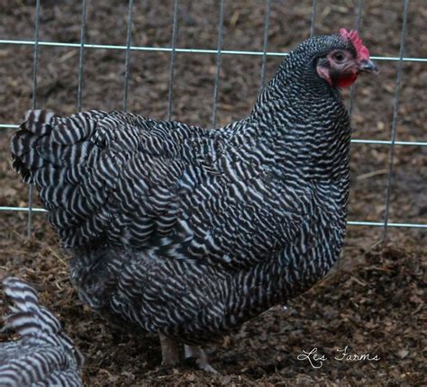 Sight Sexing Barred Plymouth Rock Chicks At Hatch Page 6 Backyard Chickens Learn How To