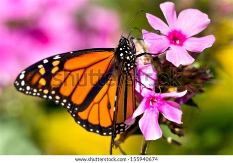 Monarch Butterfly Perched On Pink Flower Stock Photo Edit Now 155940674