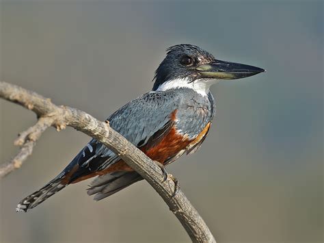 Details Ringed Kingfisher Birdguides