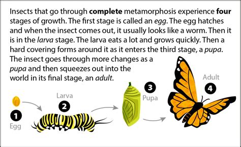 Metamorphosis Bits Ask A Biologist