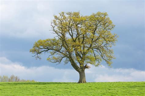 English Oak Tree In Field Gloucestershire Uk Photograph By Chris