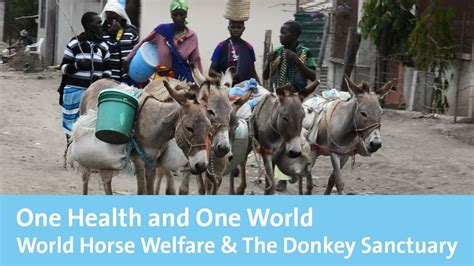 Featuring a spa and 2 health sanctuaries, palace of the golden horses is situated in mines resort city. One Health and One World, World Horse Welfare & The Donkey ...