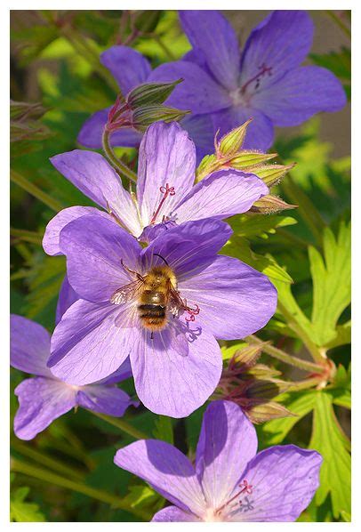 Bees can suffer serious effects from toxic chemicals in their environments. Best plants & flowers bees love | Cool plants, Planting ...
